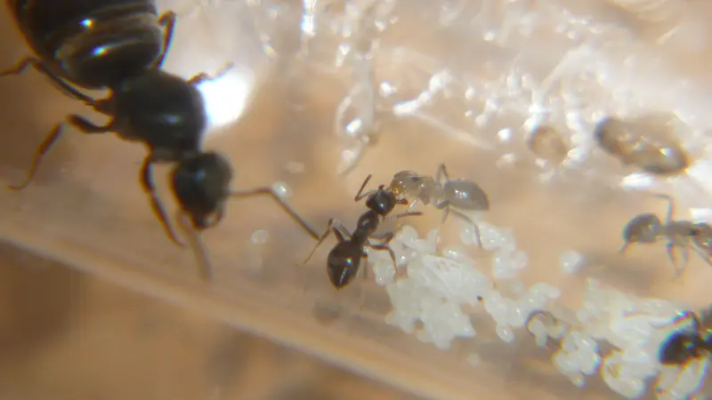 Trophallaxis — worker ants exchanging food