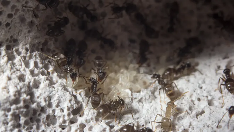 Ants inside a glass formicarium