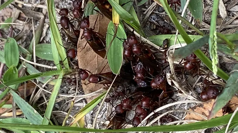 Winged queen ant during nuptial flight