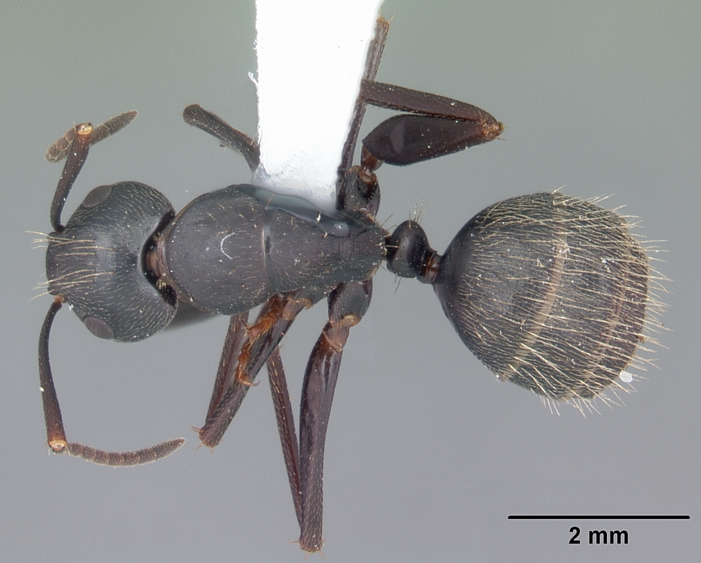 Camponotus pennsylvanicus Top-down view