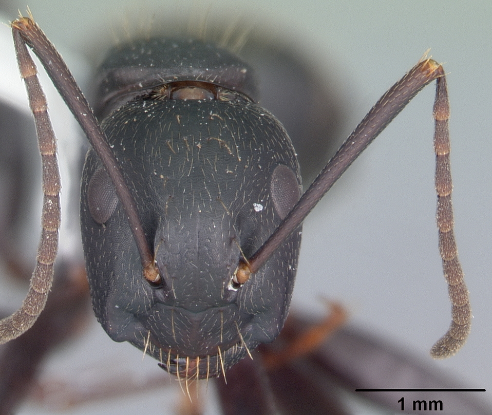 Camponotus pennsylvanicus Frontal view