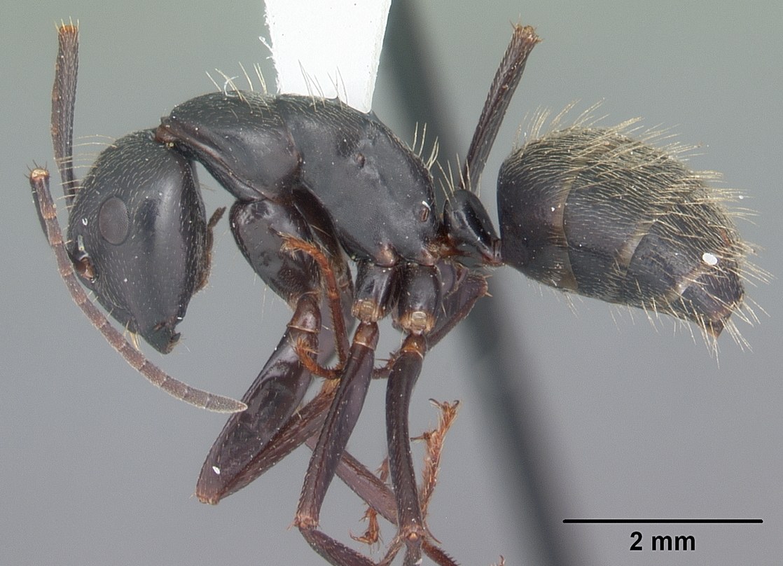 Camponotus pennsylvanicus Profile view