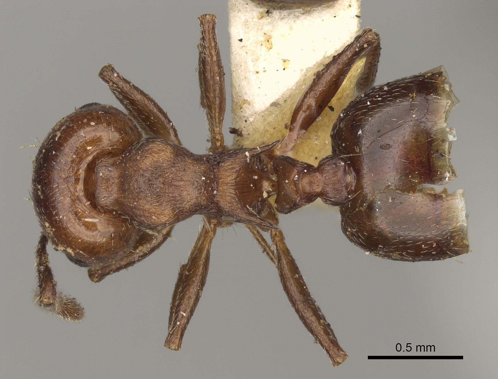 Crematogaster cerasi Top-down view