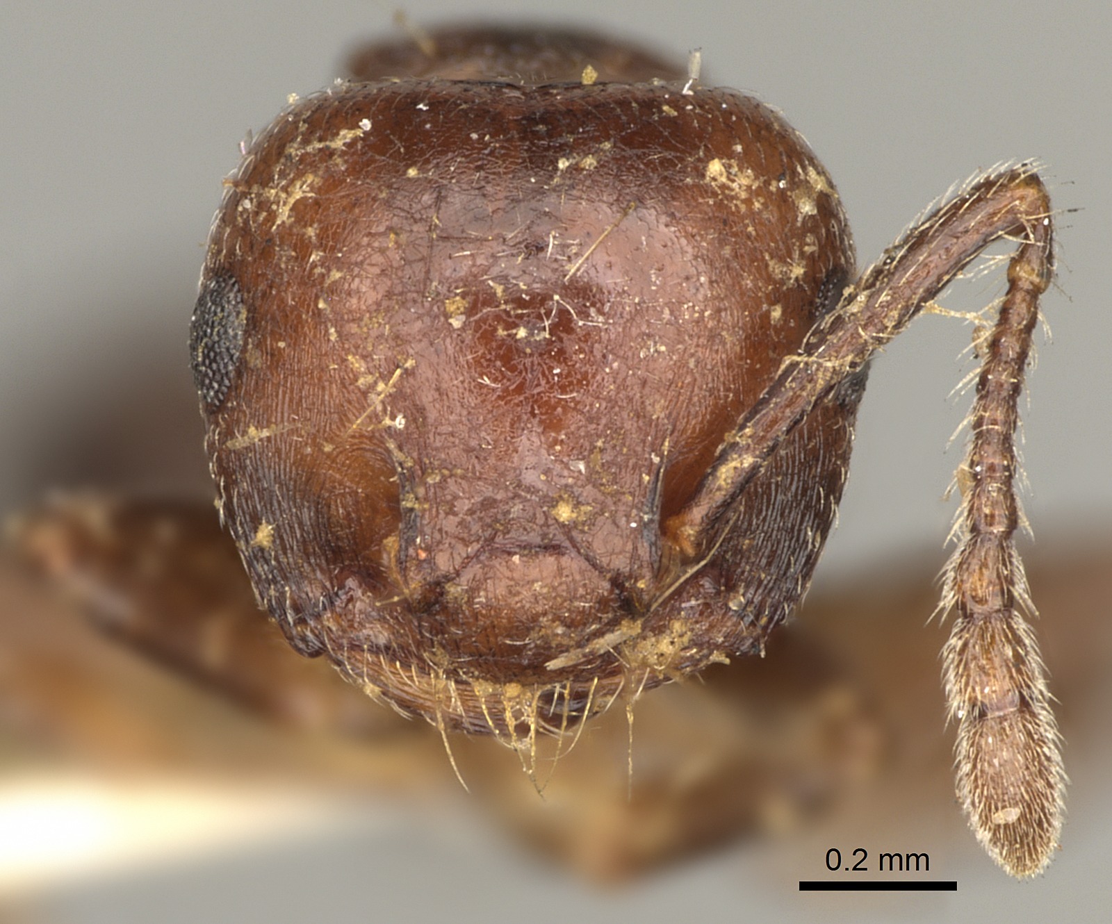 Crematogaster cerasi Frontal view