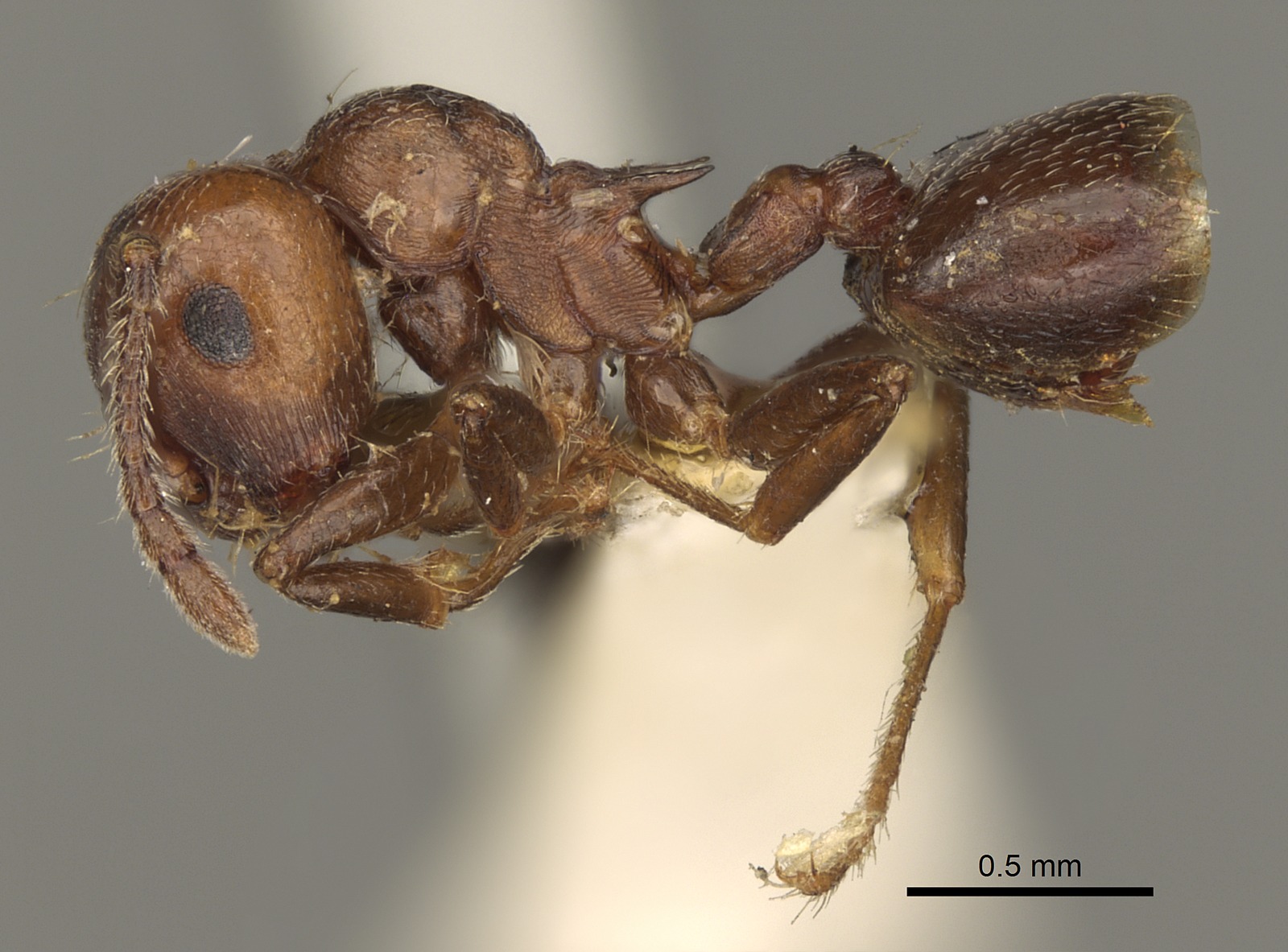 Crematogaster cerasi Profile view