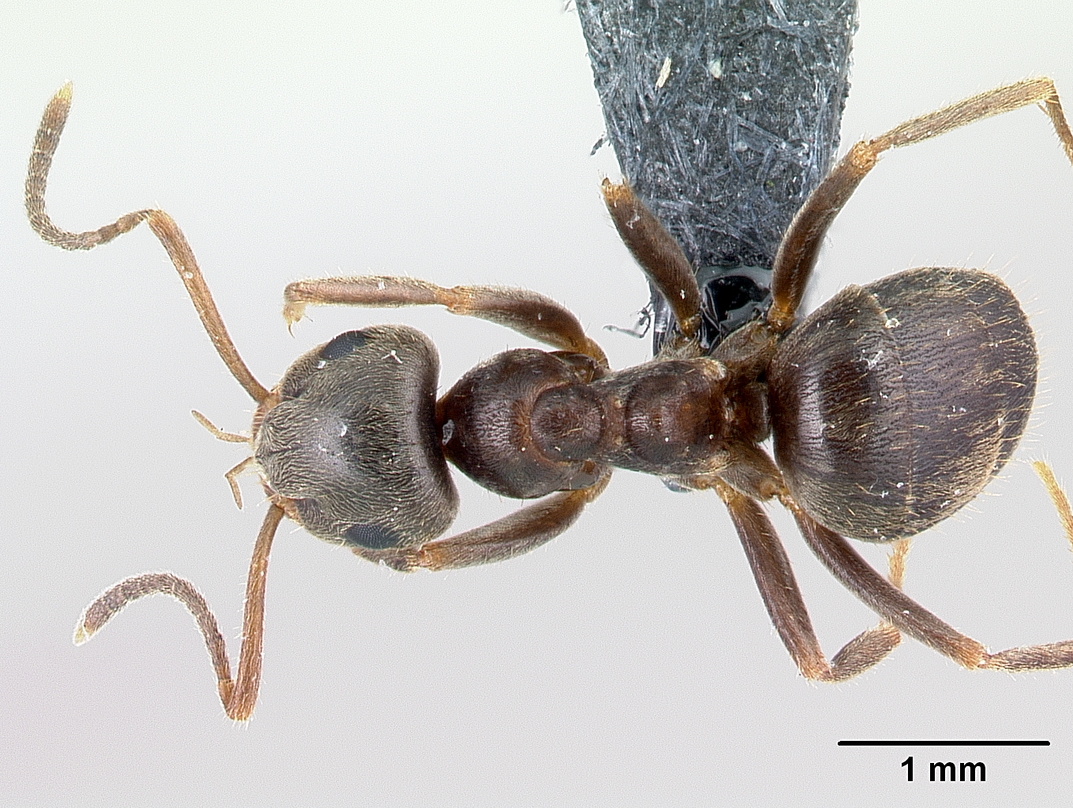 Lasius niger Top-down view