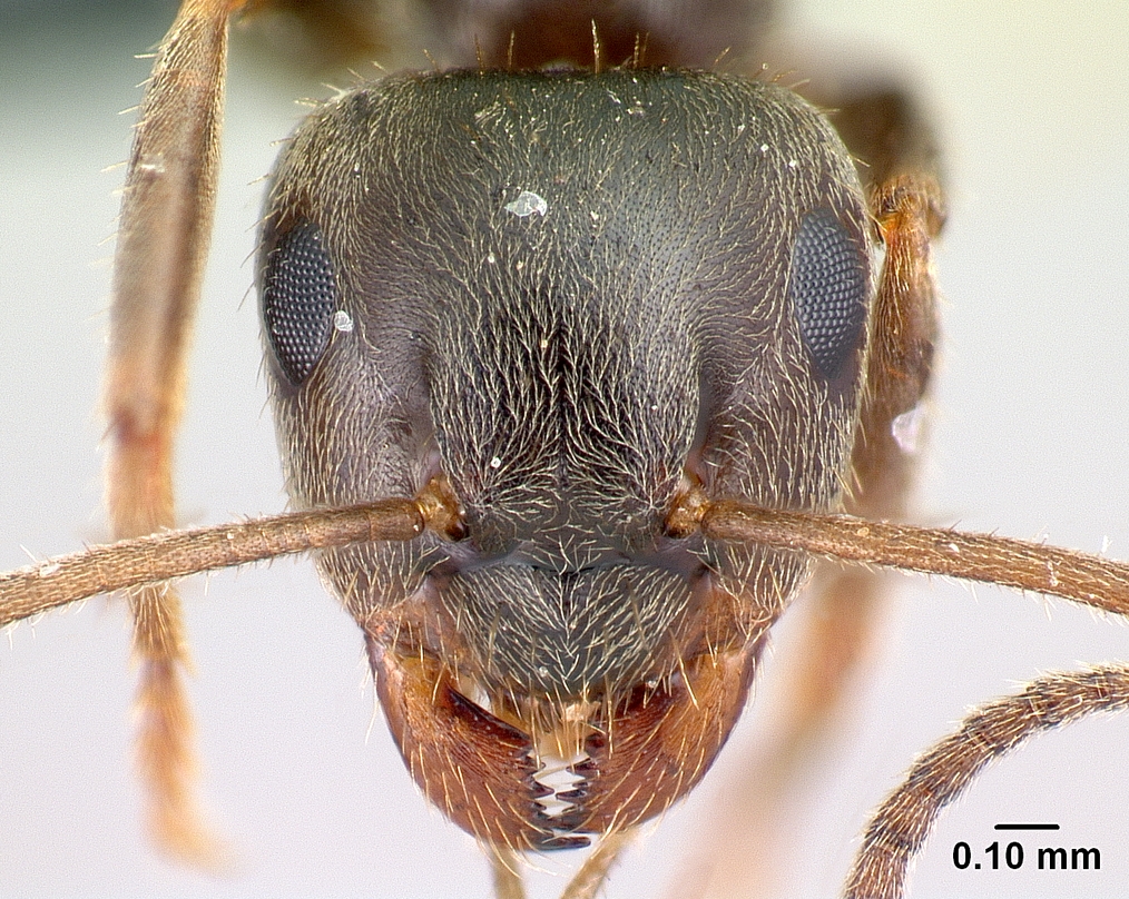 Lasius niger Frontal view