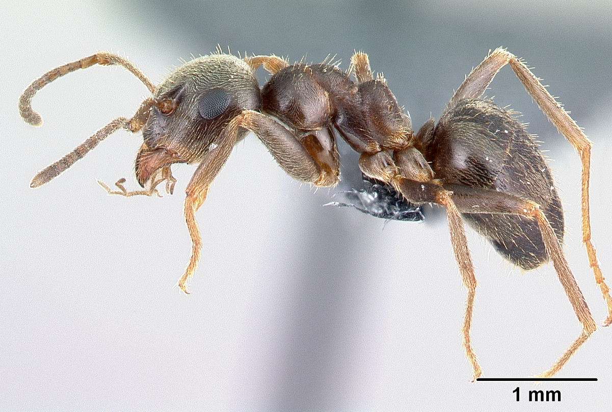 Lasius niger Profile view