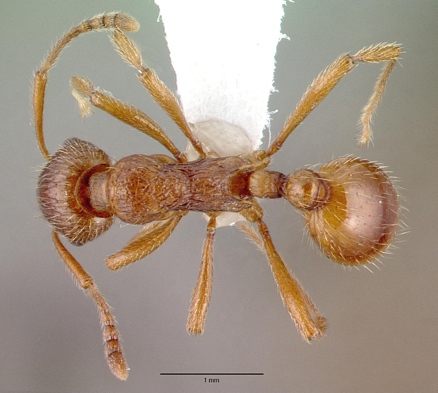 Myrmica rubra Top-down view
