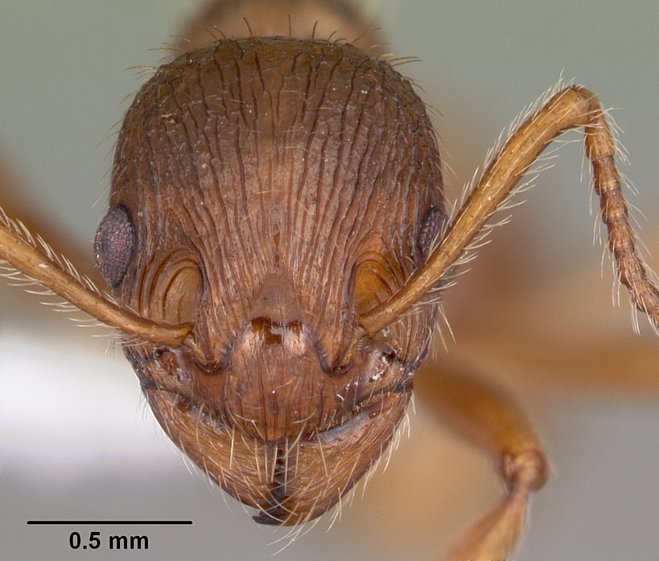 Myrmica rubra Frontal view