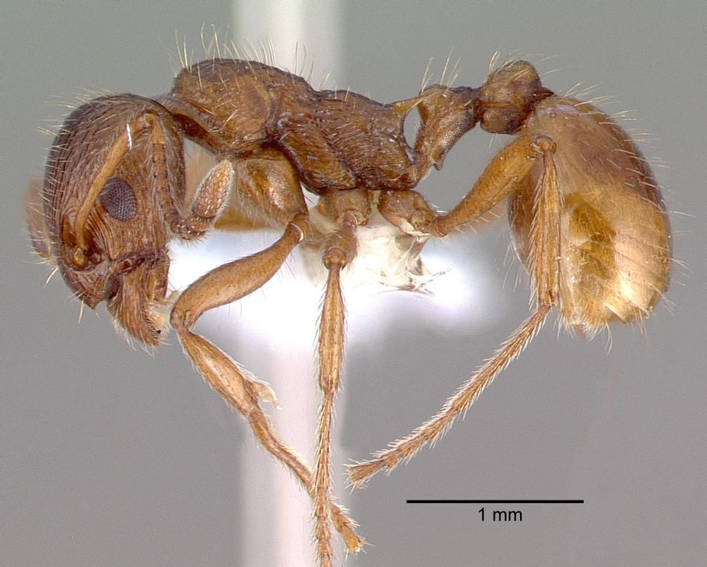 Myrmica rubra Profile view