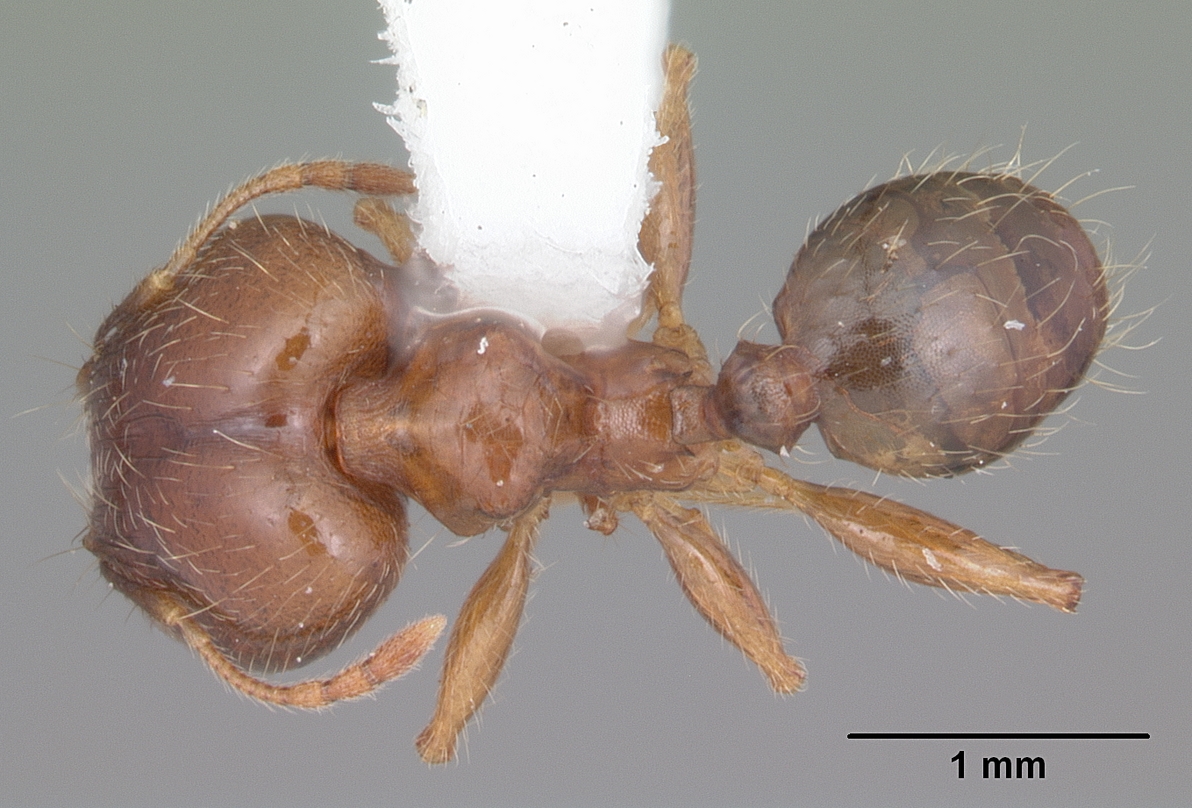 Pheidole megacephala Top-down view