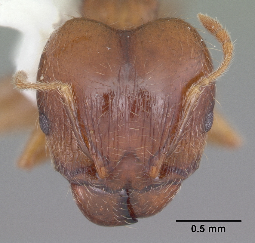 Pheidole megacephala Frontal view