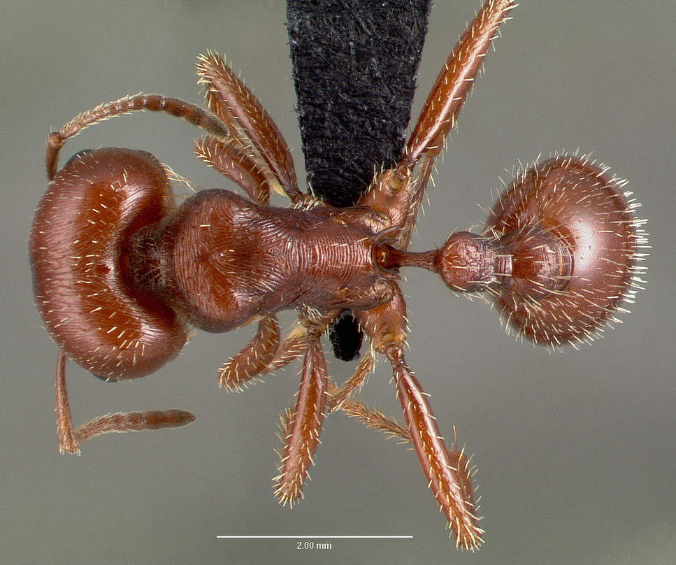 Pogonomyrmex barbatus Top-down view