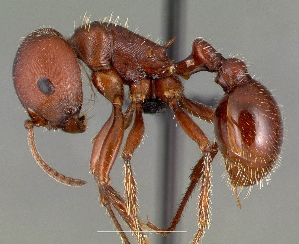 Pogonomyrmex barbatus Profile view