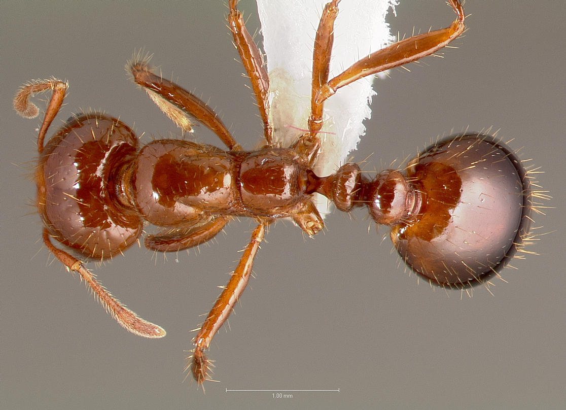 Solenopsis invicta Top-down view