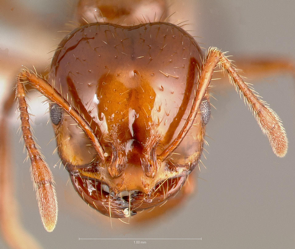 Solenopsis invicta Frontal view