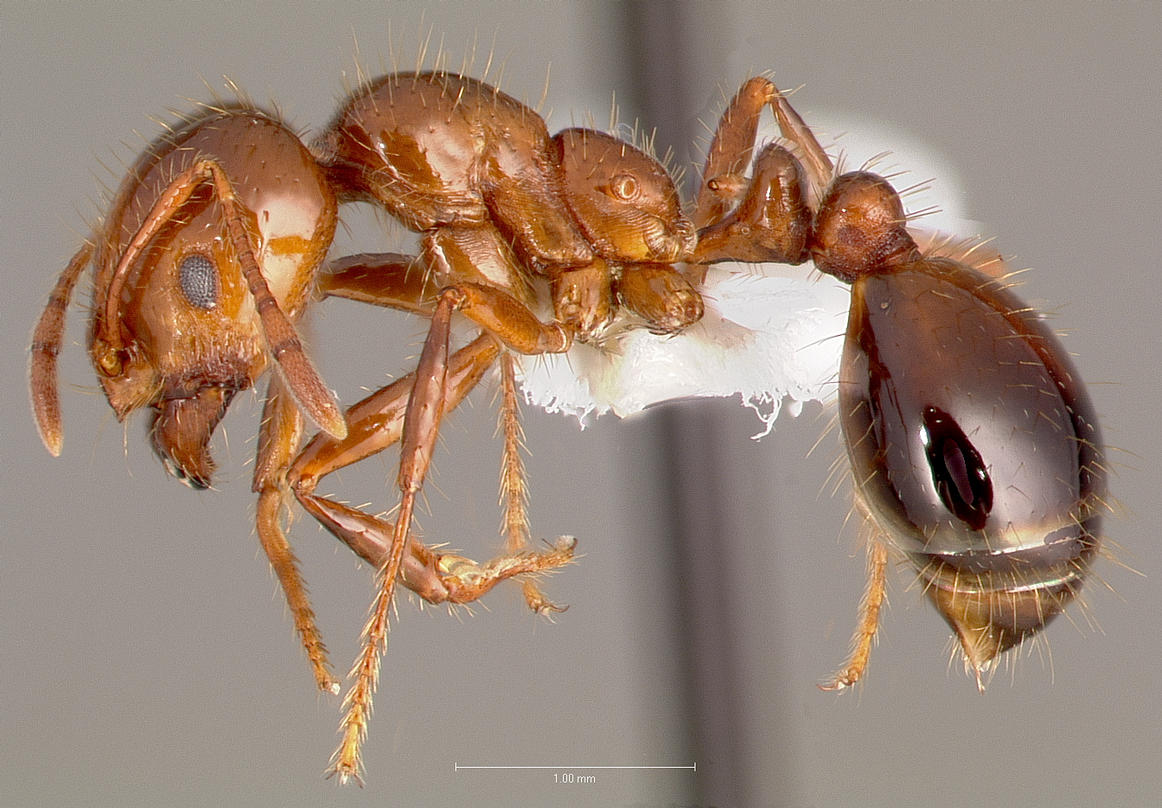 Solenopsis invicta Profile view