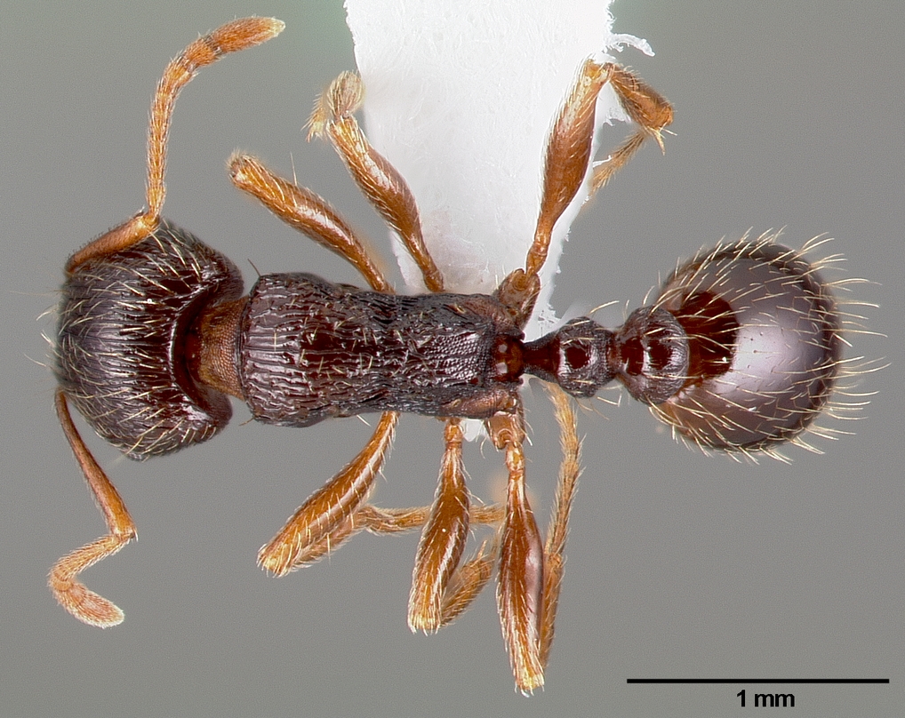 Tetramorium immigrans Top-down view
