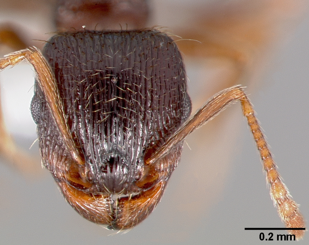 Tetramorium immigrans Frontal view