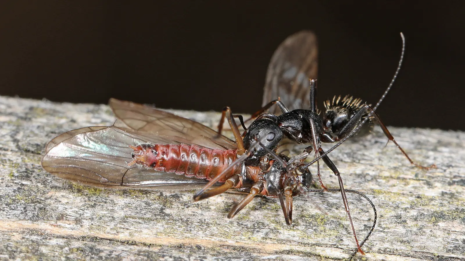 Camponotus pennsylvanicus macro photography