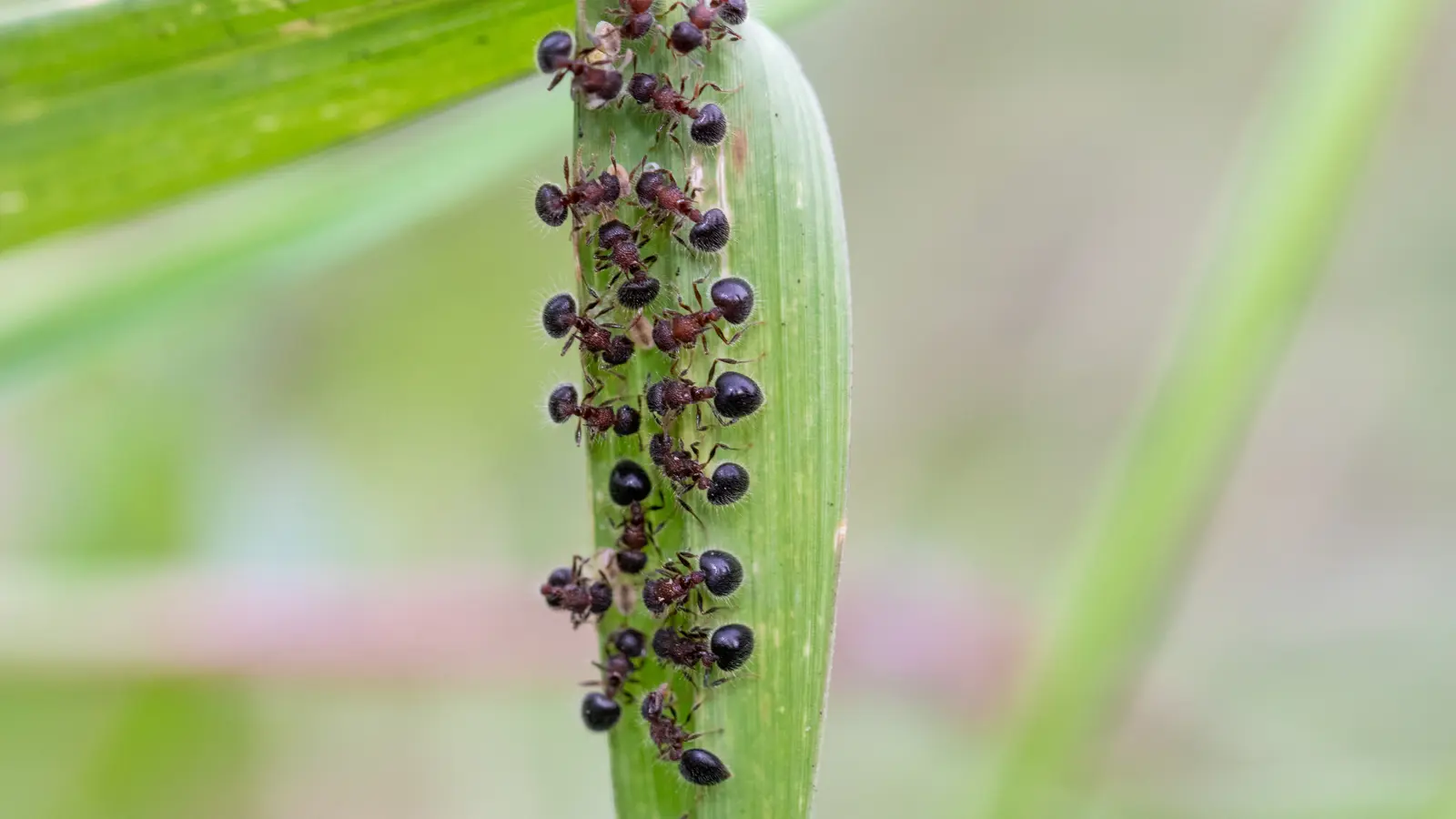 Crematogaster cerasi macro photography