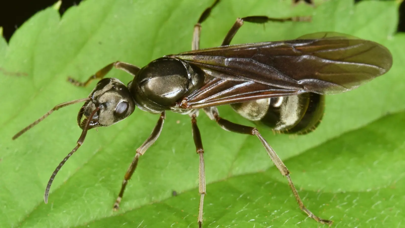 Formica subsericea macro photography
