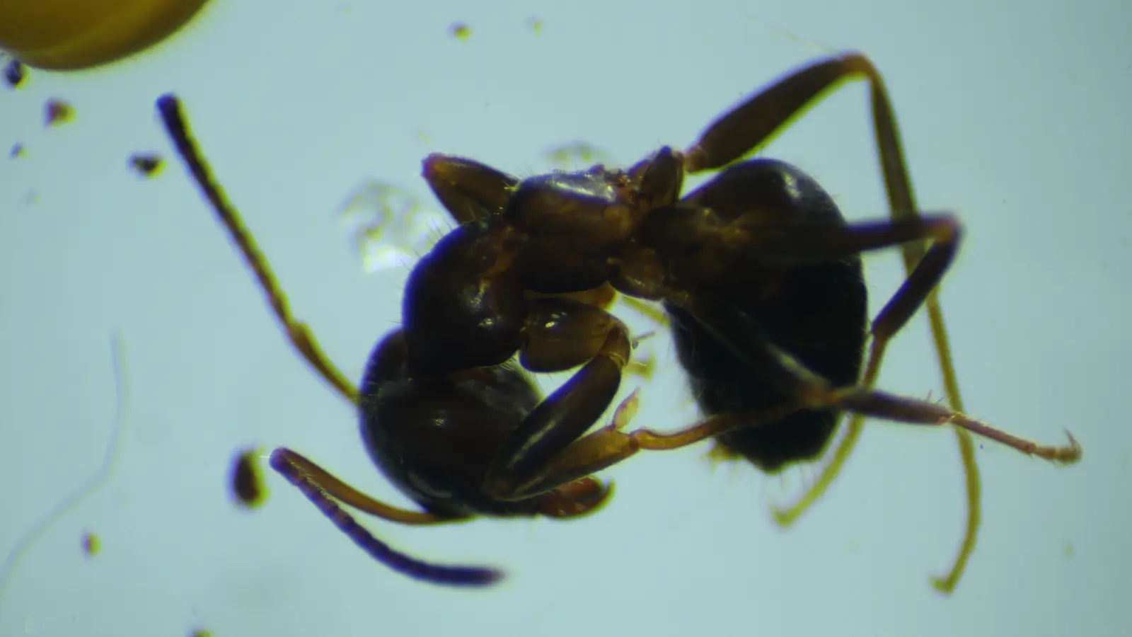 Lasius niger macro photography