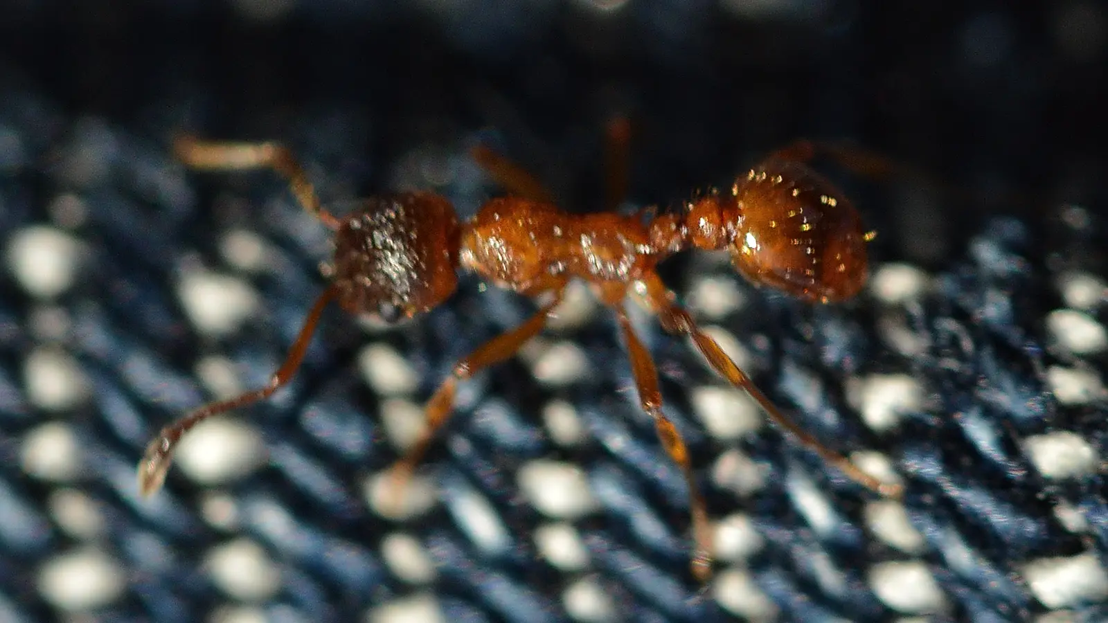 Myrmica rubra macro photography