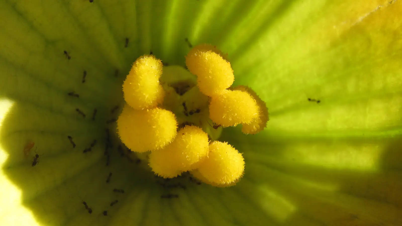 Pheidole megacephala macro photography