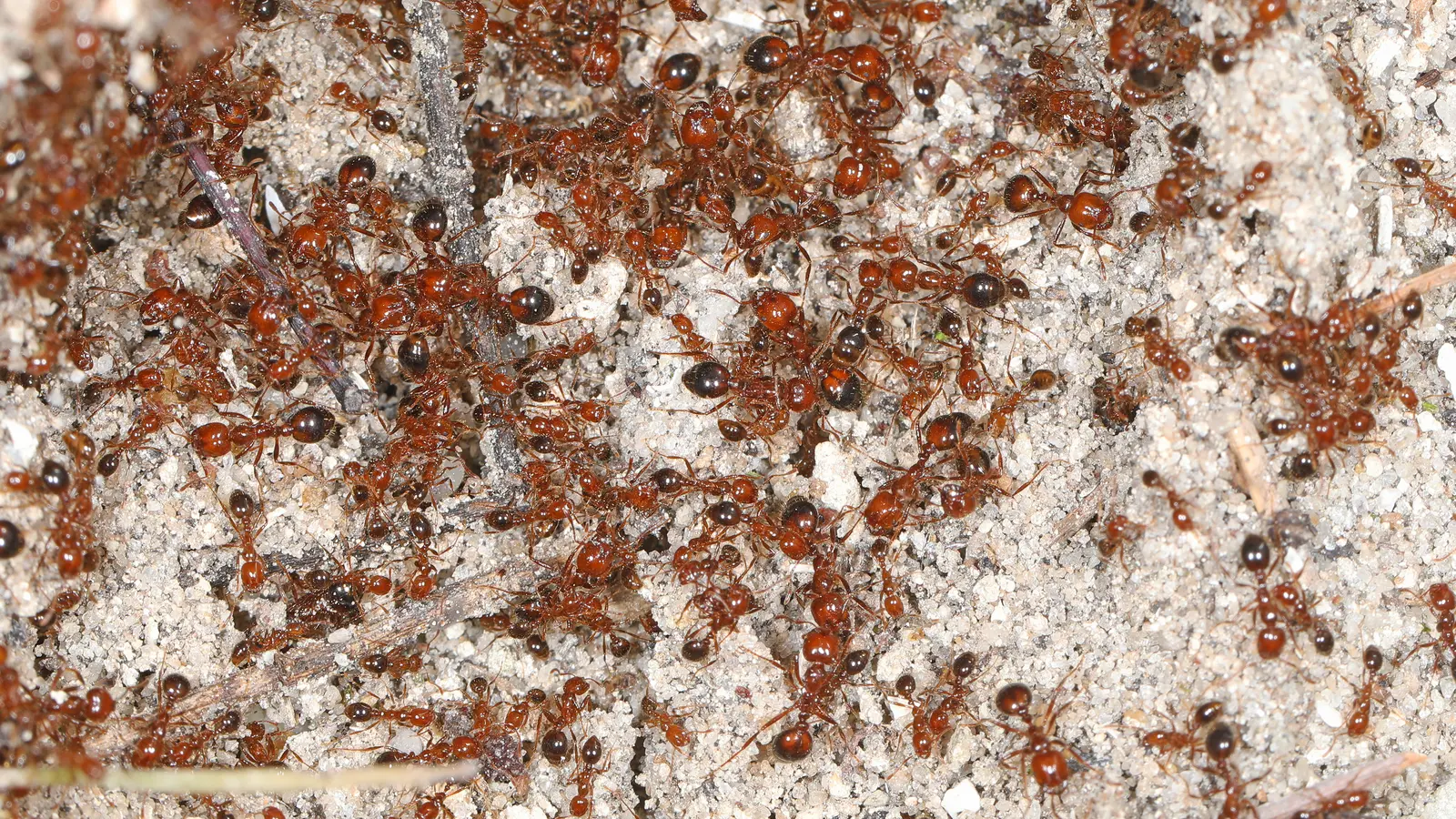 Solenopsis invicta macro photography