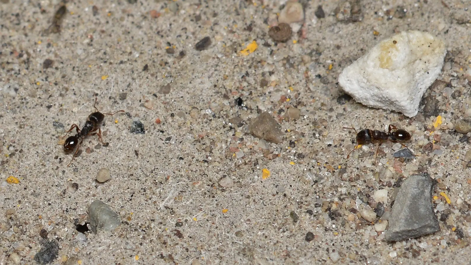 Tetramorium immigrans macro photography